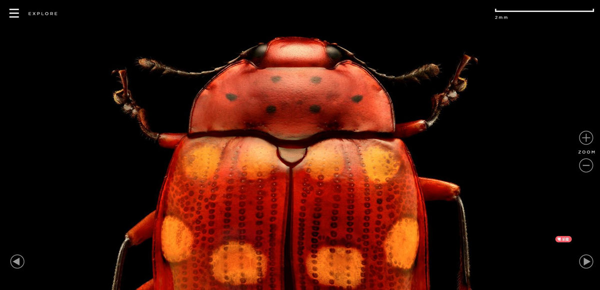 Microsculpture-莱文·比斯的昆虫肖像