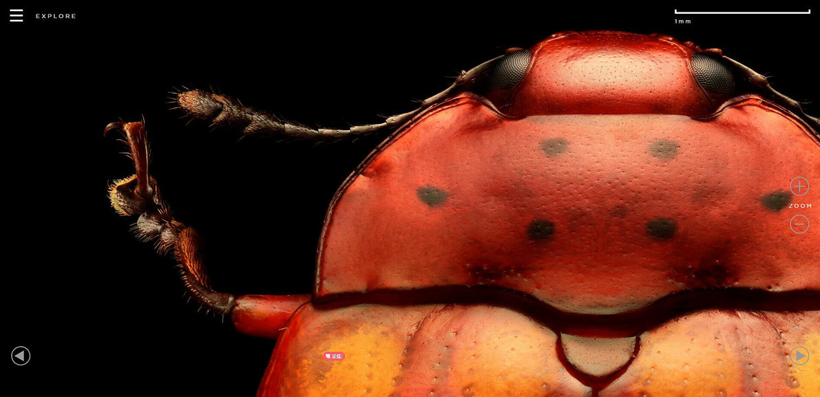 Microsculpture-莱文·比斯的昆虫肖像